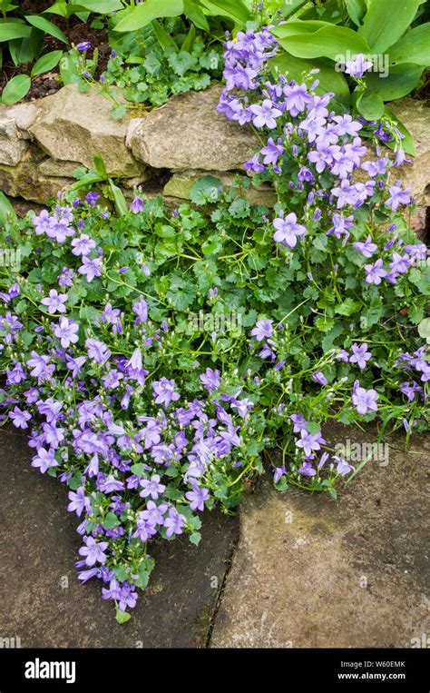 Campanula Poscharskyana Bellflower Hi Res Stock Photography And Images