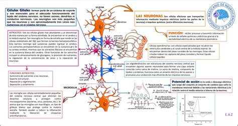Funciones Neuronas Células Gliales Y Potencial De Acción Exclusivo