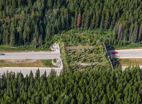 Wildlife Crossings Key To Highway Safety In Banff Discoverapega