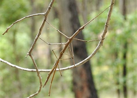 Stick And Leaf Insects Order Phasmatodea Stick Insect Walking