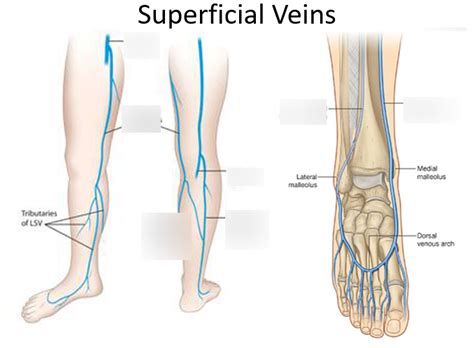 Superficial Veins Of The Leg Diagram Quizlet