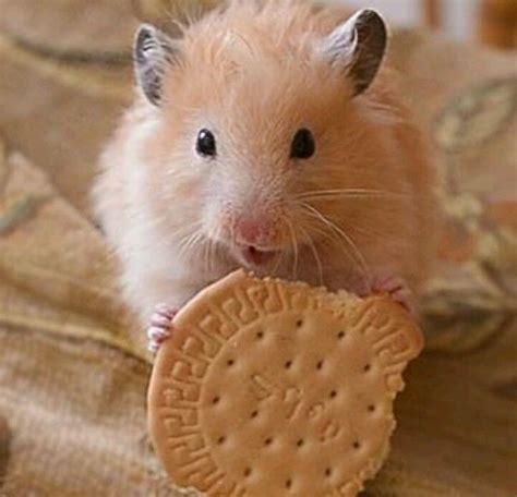 A Hamster Holding A Cracker In It S Mouth
