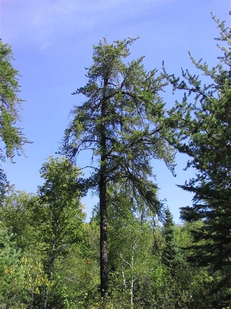 Jack Pine Trees Of Manitoba · Inaturalist