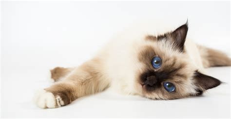 Fluffy Cat Breeds Petfinder