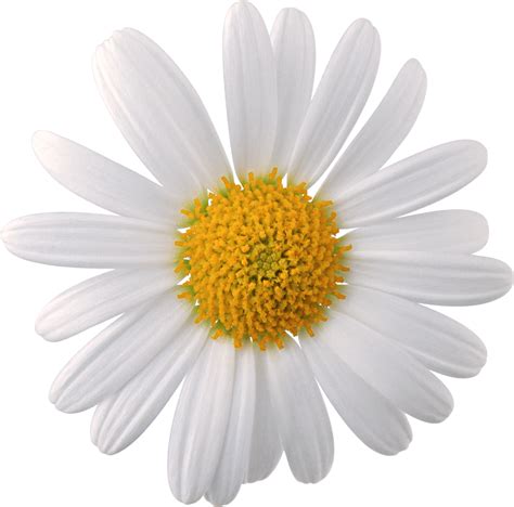 Camomile Png Image Free Flower Picture