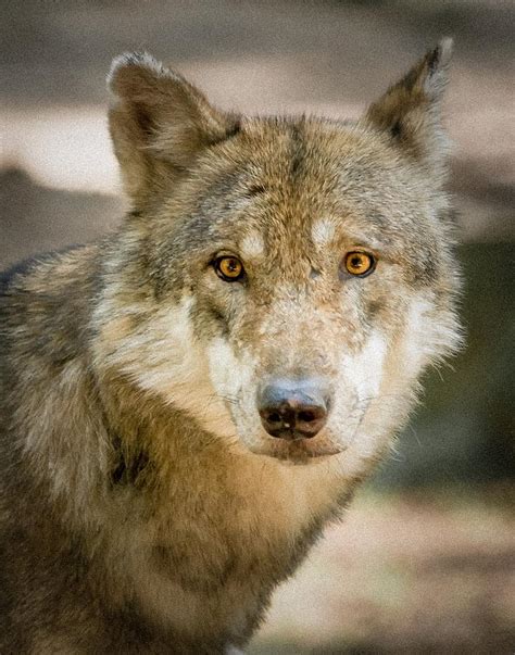 Wolf Looking At You Photograph By Bjoern Kindler Fine Art America