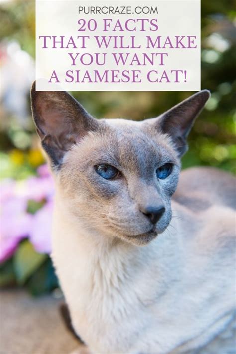 50 Unbelievable Facts About Siamese Cats Ultimate Guide 2023