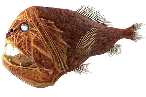 10 Of The Worlds Weirdest Fish