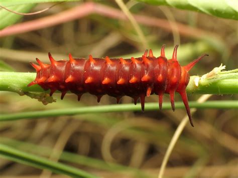 Top 14 Poisonous Caterpillars In The World Animal Hype