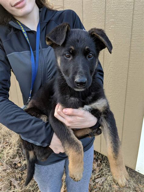 Please provide a valid price range. German Shepherd Puppies For Sale | Shelby, NC #288623