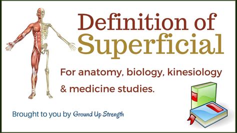 superficial definition anatomy medicine kinesiology youtube