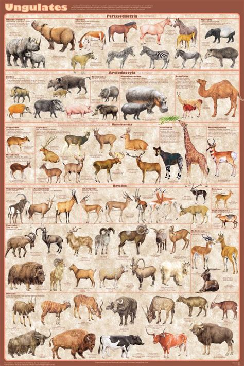 Africa is home to some of the most well known, loved and feared animals in the world! Ungulates - the hoofed animals - all families presented | African animals, Animal posters ...