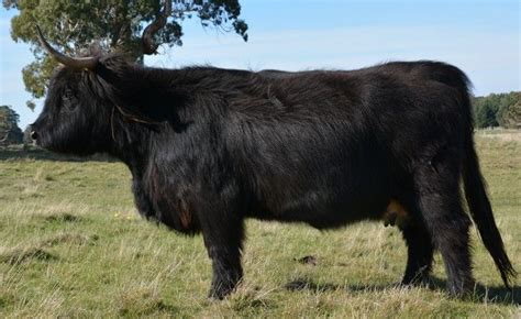 Bairnsley Highlands Our Breeding Females Cattle Female