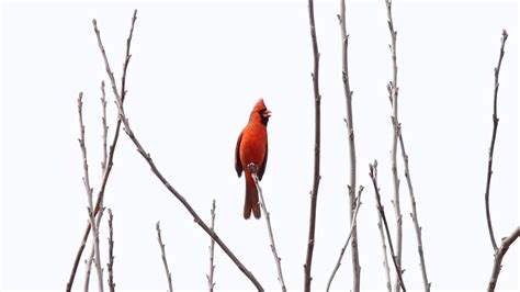 The Northern Cardinal Singing Youtube