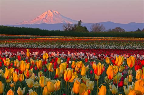 Wooden Shoe Tulip Farm Travel Salem