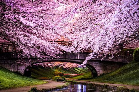 Travel Guide Experience Cherry Blossom Season In Japan — Baroque
