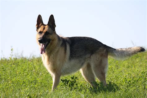 Free Images Pet German Shepherd Dogs Animals Vertebrate Dog