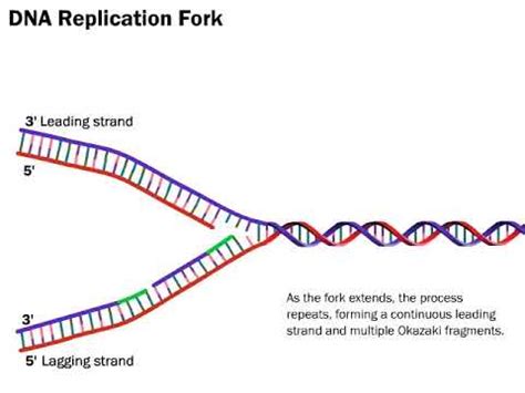 DNA Replication The Process Simplified YouTube