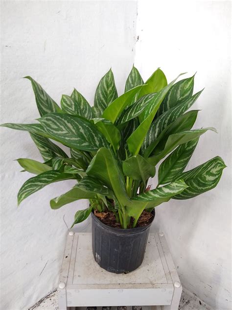 Buy Aglaonema Stripes Free Shipping Over 100