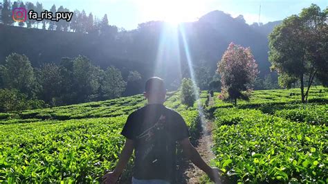 Di tempat wisata di sukabumi ini wisatawan bisa menikmati keindahan pedesaan dari ketinggian sembari berburu spot foto yang menarik. Sunrise KEREN di Kebun Teh | Puncak Cisarua Bogor - YouTube