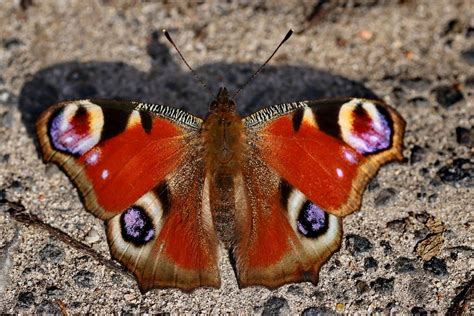 Der Erste Falter Foto And Bild Tiere Wildlife Schmetterlinge