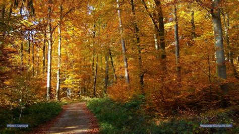 Die 78 Besten Herbstwald Hintergrundbilder
