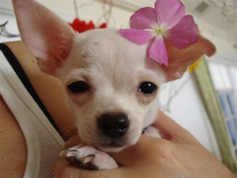 Apple head chihuahua puppies for sale: White apple head chihuahua Puppy. | Chihuahua World & friends.. | Pin…