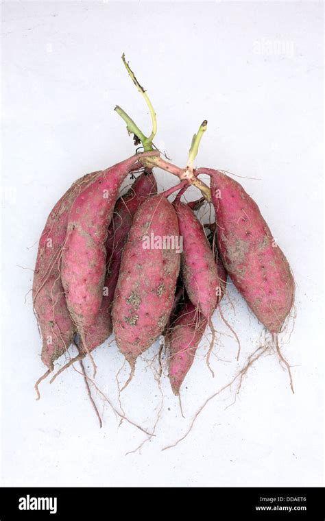 Sweet Potato Roots