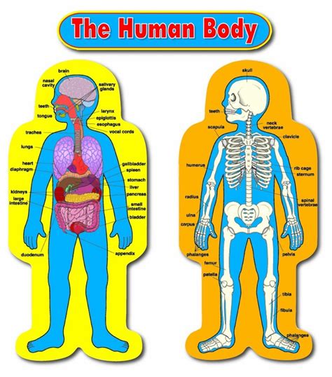 The Human Body Diagram Quizlet