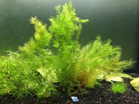 Submerged oxygenating pond plants are. Aquatic Arts Live Hornwort Pond Plant • Insteading