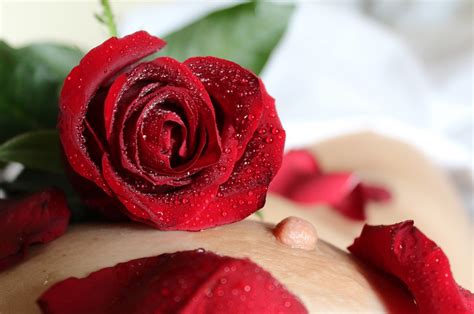 Gambar Menanam Daun Bunga Basah Makanan Menghasilkan Berwarna Merah Muda Merapatkan