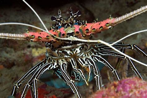Beautiful Photo Of A Painted Spiny Lobster Panulirus Versicolor Found