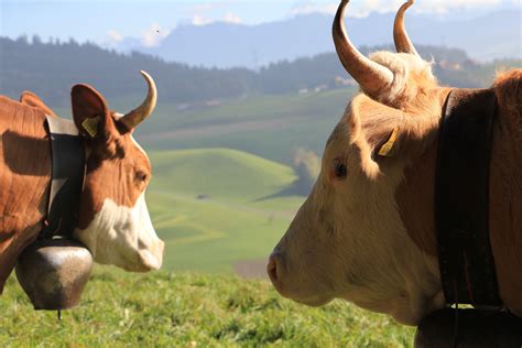 kostenlose foto gras feld wiese sommer horn weide weiden landwirtschaft stier