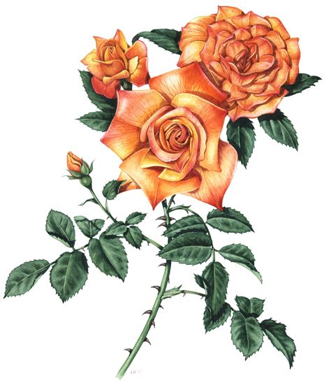 Image Result For Orange Rose Botanical Illustration Flower Painting