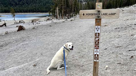 Horseshoe Lake Dog Friendly Swimming Mammoth Lakes