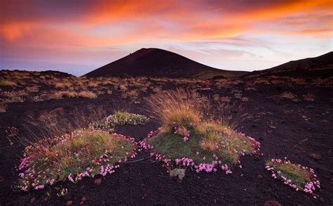 Paisajes De Flores Silvestres Fotos Premiadas En Igpoty N