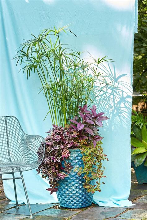 No Fail Tropical Container Garden Combinations 1000 Shade Plants