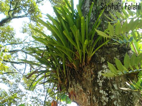 Pertama kali saya mengenalinya ialah pada 7 tahun yang lalu di frim, kepong. Hati Berdetik dan Berbisik: Ini Cymbidium Juga