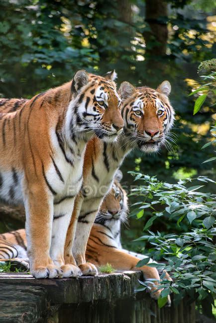 Endangered Bengal Tigers — Asia Leaves Stock Photo 147850195