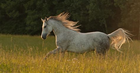 The aha's region 4 is comprised of the entire state of oregon and southern idaho. Arabian Horse Breed Information, History, Videos, Pictures