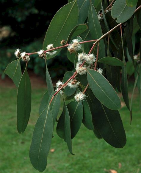 Eucalyptus Neglecta Trees And Shrubs Online
