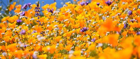 Download Wallpaper 2560x1080 Flowers Field Blur Yellow Dual Wide