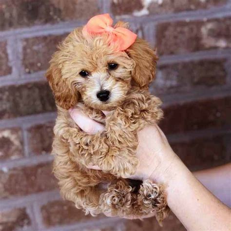 Find puppies and breeders in your area and helpful information. Mini Doodle Dogs - Buying a Puppy - Process for buying a puppy