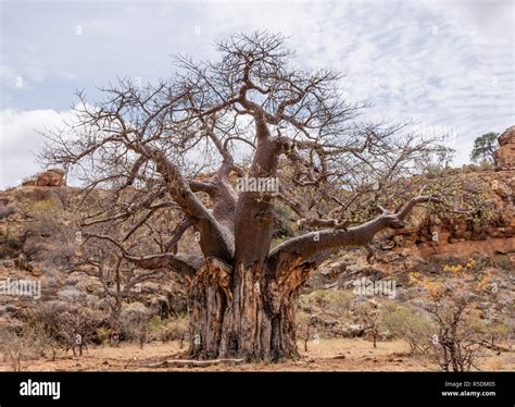 A Baobab Tree In Limpopo Province South Africa Stock Photo Alamy