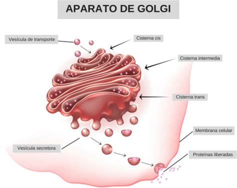 Función Del Aparato De Golgi