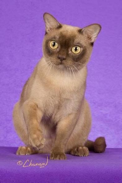 Traditional American Burmese Maine Coon Siamese Cats Cats And Kittens