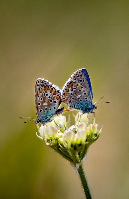 Pin On Butterfly