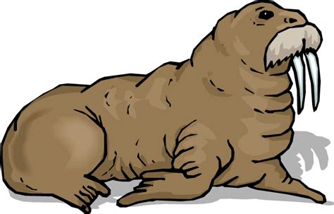 Walrus With A Mustache Drawn Images Png Transparent Background Free