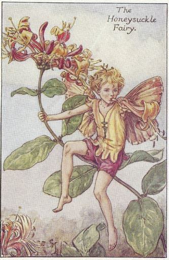 The Honeysuckle Fairy Lonc Fairy Art Cicely Mary Barker Flower