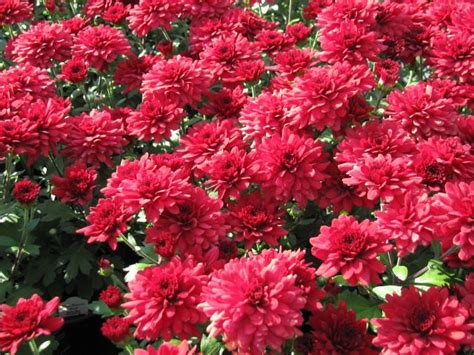 Hardy mums, chrysanthemums, or fall mums are everywhere in the fall: Hardy Mum Five Alarm Red | Hardy mums, Dream garden, Garden